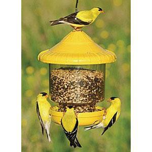 Songbird Essentials Clingers Only Bird Feeder
