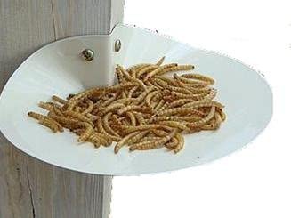 Screw Mount Dish Feeder (Store Pickup Only)