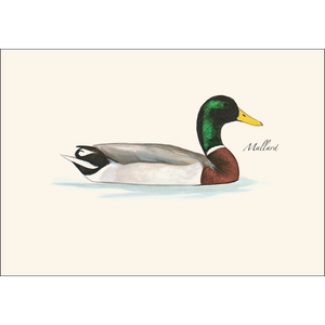 Sibley Duck Assortment Boxed Notes