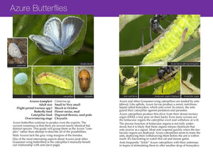 Southern Ontario Butterflies and their Natural History