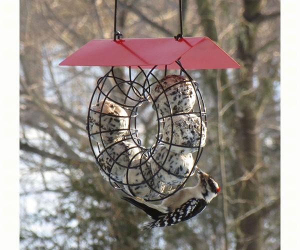 Suet & Seed Ball Feeder With Red Roof