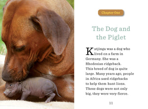 Unlikely Friendships for Kids, The Dog & The Piglet