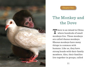 Unlikely Friendships for Kids, The Monkey & the Dove