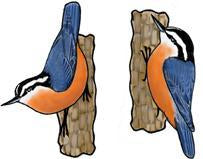 Eco Friendly Red-breasted Nuthatch Earrings