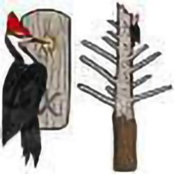 Eco Friendly Pileated Woodpecker Earrings
