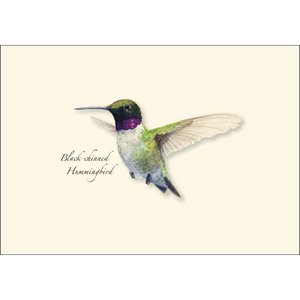 Western Hummingbird Boxed Notes Assortment