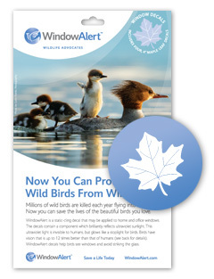 Window Alert Maple Leaf Transparent Bird Strike Deterrent, 4PK