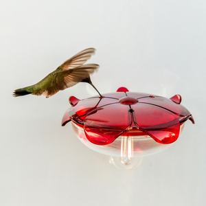 The Ruby Sipper Window Hummingbird Feeder in Clear