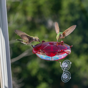 The Ruby Sipper Window Hummingbird Feeder in Clear