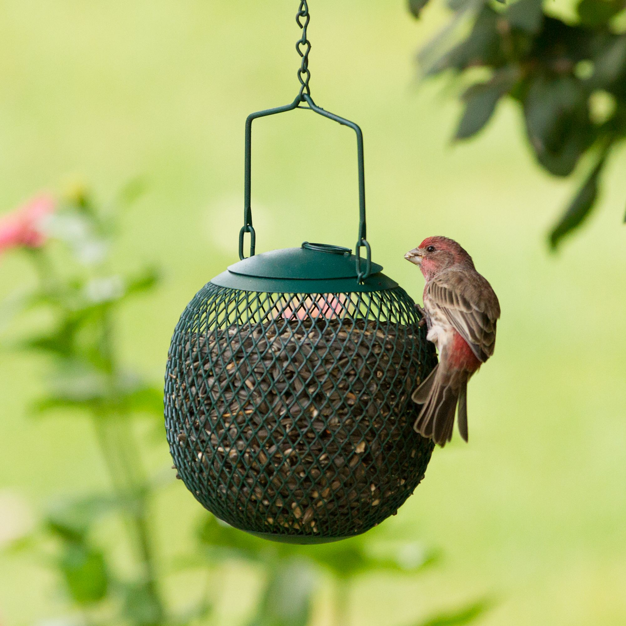 Buy Green Seed Ball Wild Bird Feeder Online With Canadian Pricing