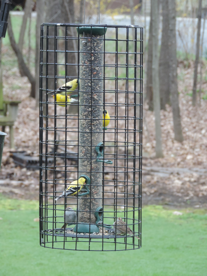 Wire Cage 25 1/2 (Feeder Not Included)